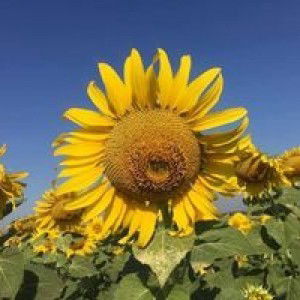 Bew SweetBall profile icon