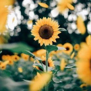 Nur Suhaida profile icon