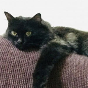 Neen Azman profile icon