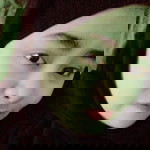 Intan Syafika Hashim profile icon