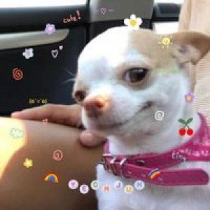 Meetam Pyd profile icon