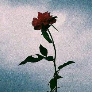 Nopilasari 06 profile icon