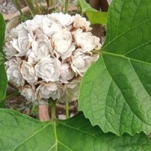 Rosni Mat Hassan profile icon