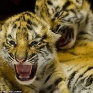 Nguyên An profile icon