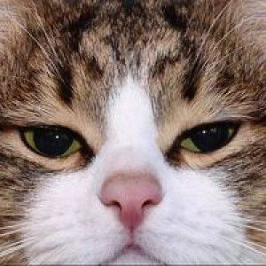 D-intan profile icon