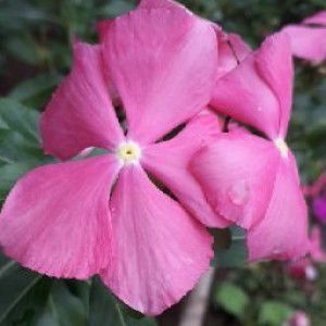 Sweet Watermelon profile icon