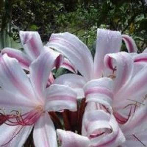 Fahira Robiatul Adawiyah profile icon