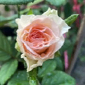 Pannapat profile icon