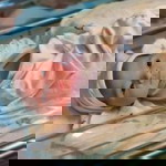 Quinn Brielle Hanan profile icon