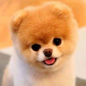 haru alone profile icon