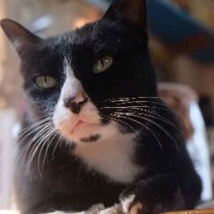 fainam yoowah profile icon