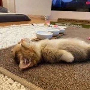 Apple Apple profile icon