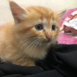 Farah Wahida profile icon