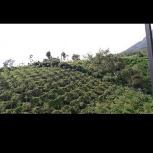 klaudi aisyah profile icon