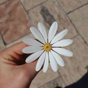 Ferdha Mifthania profile icon