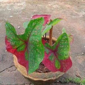 Wannida sana profile icon