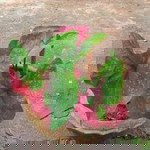 Wannida sana profile icon