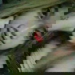 Yang Ordinario profile icon