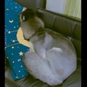 モアミ ヤビ profile icon