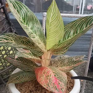 Rendra Man profile icon