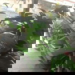 Ramadani profile icon