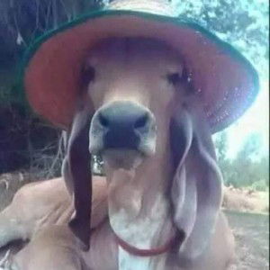 Mini Mindsed profile icon