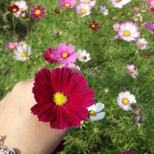 Kanokon Tipbung profile icon