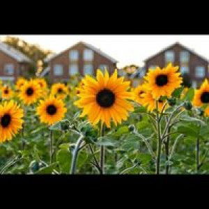 Imroatus Solikah profile icon