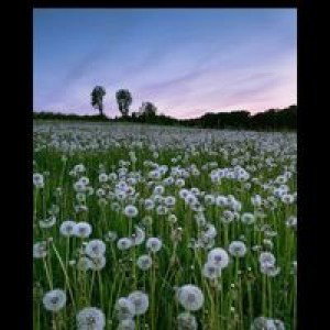 Kasniar profile icon