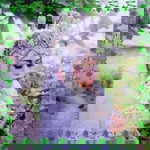 Siti Nurlelah profile icon