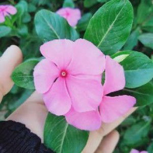 Jannatul Jannah profile icon