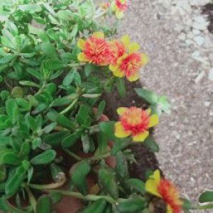 Emia Shecimile profile icon