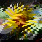 Norezzayana Rohaizat profile icon