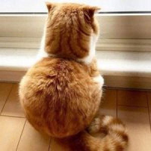 Nattamol Teamjatturat profile icon