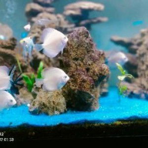 ahmad fadillah profile icon