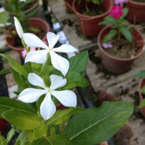 Siti Fatimah Zaharah Binti Rahamat profile icon