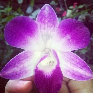 Aini Nurul profile icon