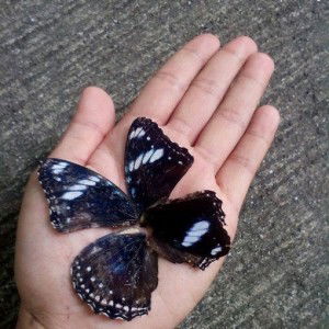 Bammy Lubrino profile icon