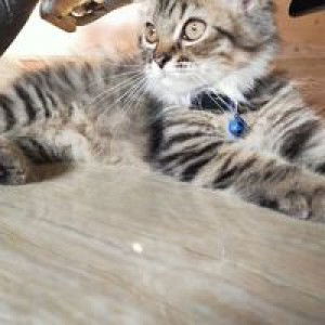 Intan Purnama Sari profile icon