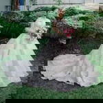 Annalie Pactao-in Capiolos profile icon