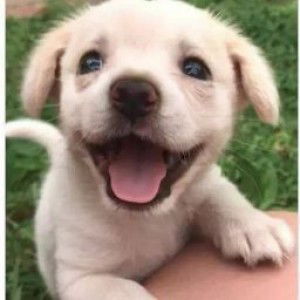 Debbie Ann Montallana profile icon