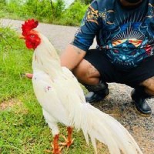 หัวลูกนู ไก่ชนใต้ profile icon