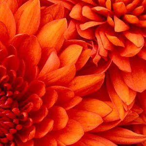 kwankamon pingsamud profile icon