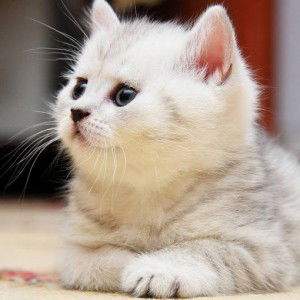 Leslie Perlas profile icon