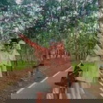 Aliah Rahwani profile icon