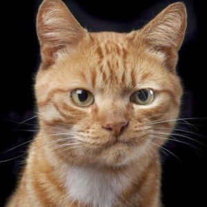 Yoo chan Mazaza profile icon