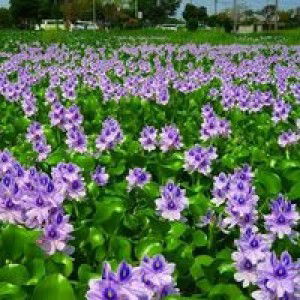 Amalia Vie profile icon