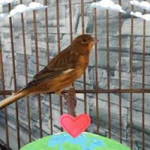 Bhandel Tak Ngenning profile icon