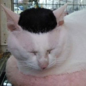 Liu Yuhui profile icon