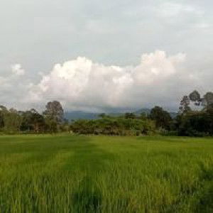 ออนิว เอาแต่ใจ profile icon